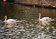 london99-thames-swans.jpg