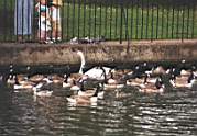 london99-thames-swans2.jpg