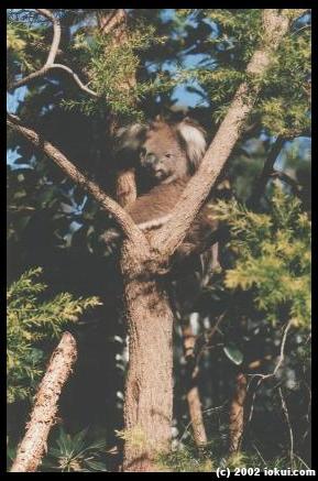 australia02 koala tree