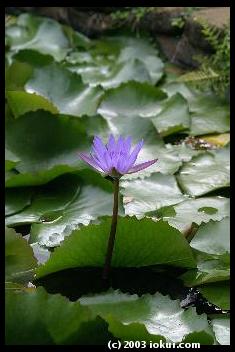 maui hana gardenofeden purpleflower