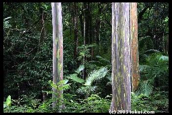 maui hana keanae arboretum painted trees