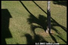 maui south kihei palm shadows