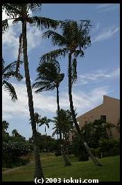 maui south kihei palms
