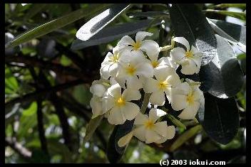 maui south kihei whiteflowers