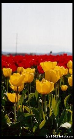 tulips low